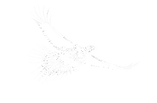 Grouse image Chindgren.png